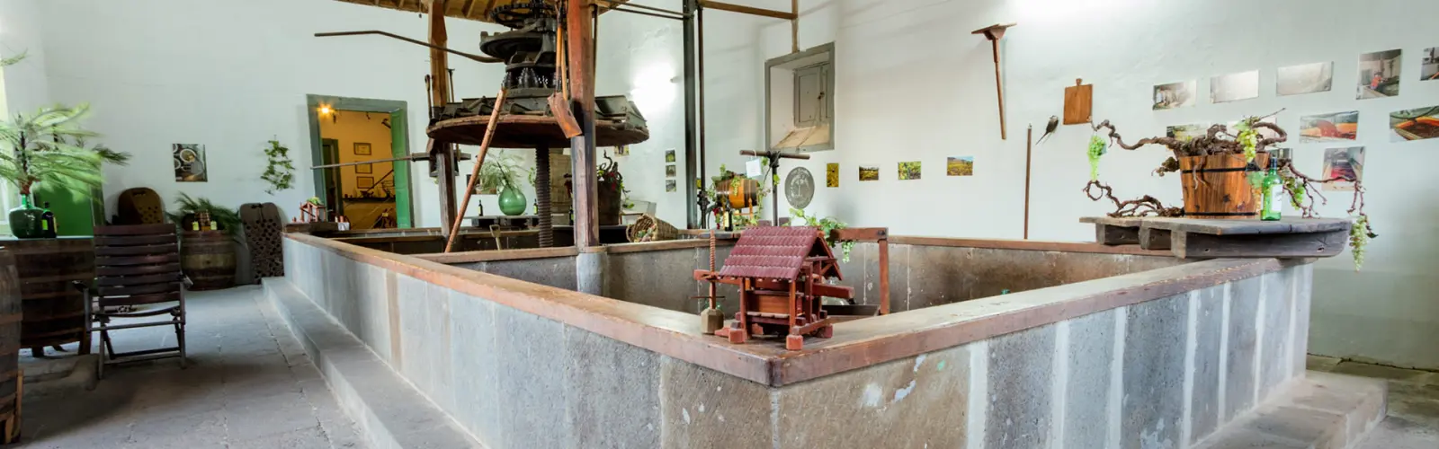 Cepas en espaldera en el viñedo de la finca